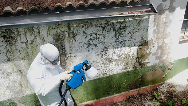 Trusted Bathroom Mold Removal service in Reston, VA - Cheap Mold Removal